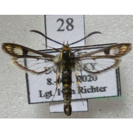 Chamaesphecia tenthrediniformis (Denis & Schiffermüller, 1775) Slovakia28n